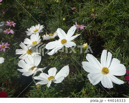 秋の花コスモスの白い花 秋の花コスモスの白い花 44016333
