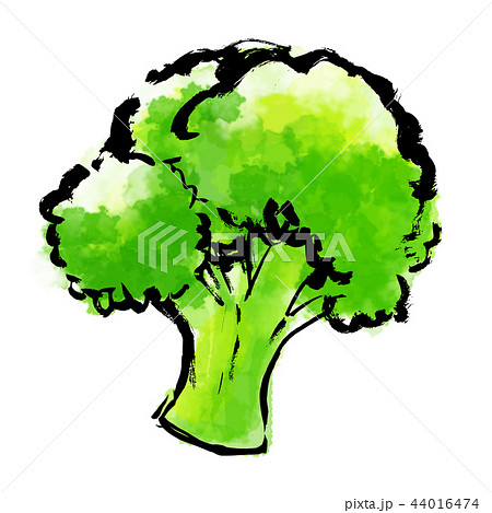 筆描き 野菜 食物 ブロッコリーのイラスト素材 44016474 Pixta