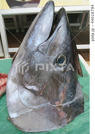まぐろ(カブト) まぐろ(カブト) 44016794