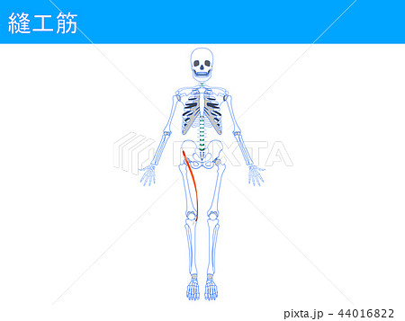 縫工筋2 44016822