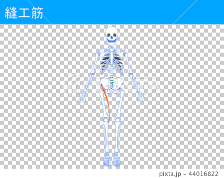 縫工筋2 44016822