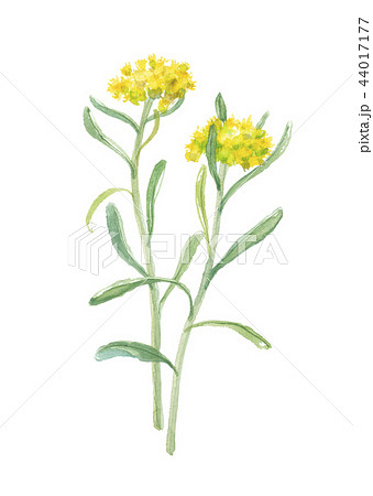 母子草 ハハコグサのイラスト素材