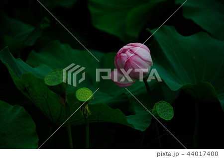 蓮の花 44017400