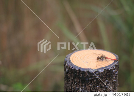 杭にとまった赤とんぼ 44017935