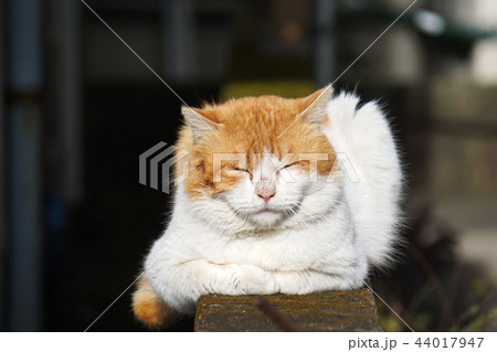 眠そうな猫 44017947