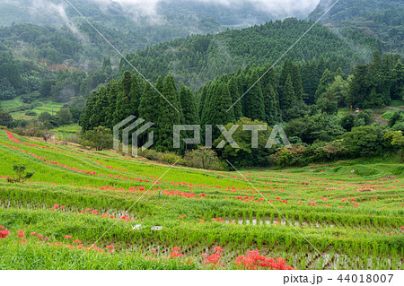 【千葉県】ヒガンバナ咲く大山千枚田 【千葉県】ヒガンバナ咲く大山千枚田 44018007