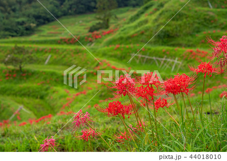 【千葉県】ヒガンバナ咲く大山千枚田 44018010
