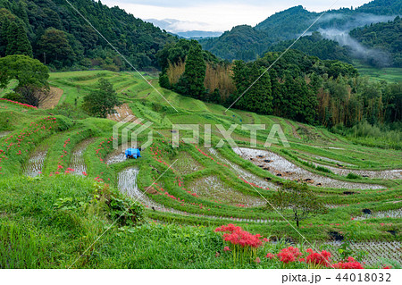 【千葉県】ヒガンバナ咲く大山千枚田 44018032
