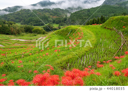 【千葉県】ヒガンバナ咲く大山千枚田 【千葉県】ヒガンバナ咲く大山千枚田 44018035