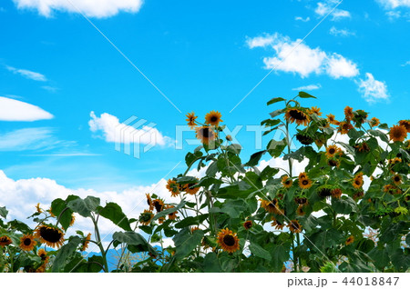 ヒマワリ　夏空 44018847