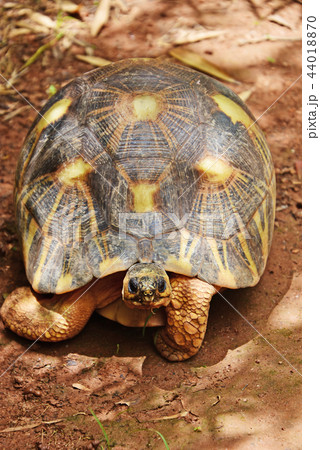 ホウシャガメ 44018870