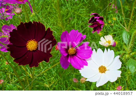 コスモスの花 コスモスの花 44018957