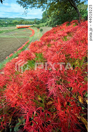 千葉県 小湊鉄道 彼岸花と列車 石神の菜の花畑の写真素材