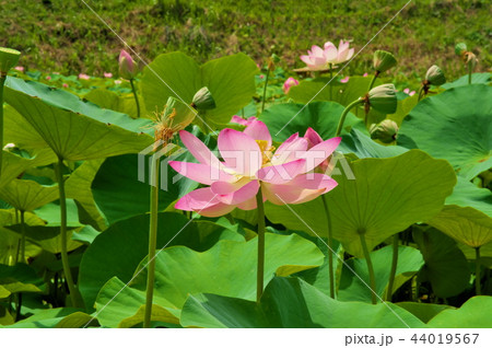 ハス田 ハスの花の写真素材
