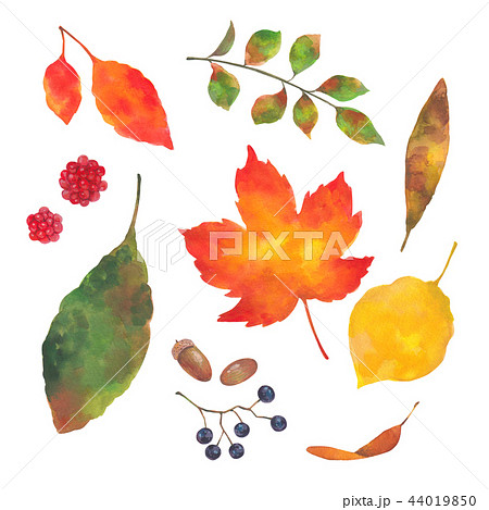 秋の葉っぱと木の実のイラスト素材