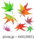 もみじ2 44019851