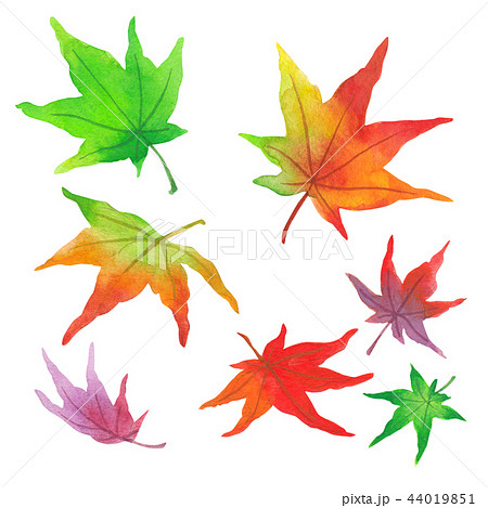もみじ2 44019851