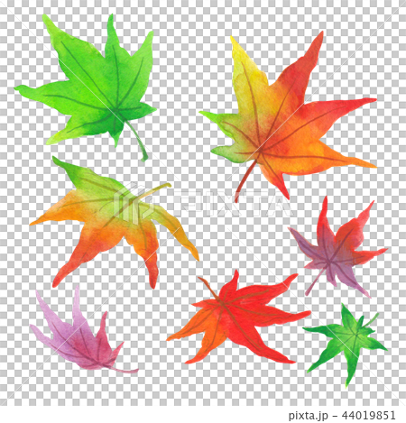 もみじ2 44019851