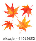 もみじ1 44019852