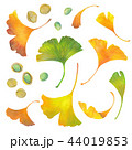 イチョウ 44019853