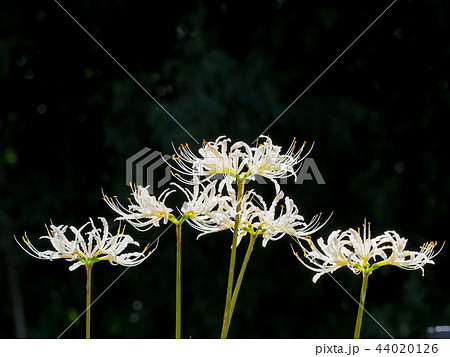 白い彼岸花 44020126