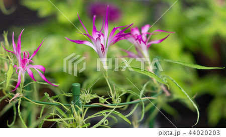 アサガオ409 44020203