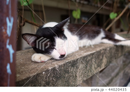 昼寝中の猫 44020435