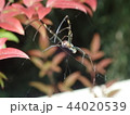 秋蜘蛛 44020539