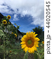 ひまわり　大内宿 44020545