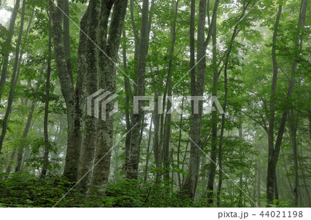 朝霧懸かるブナの森ー梁取のブナ林　福島県只見町 44021198