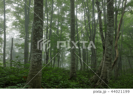 朝霧懸かるブナの森ー梁取のブナ林　福島県只見町 44021199