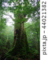 神秘の森 44021382