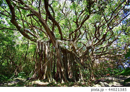 ガジュマルの大木 44021385