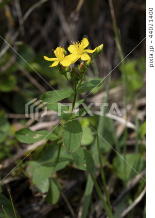 オトギリソウ オトギリソウ 44021400