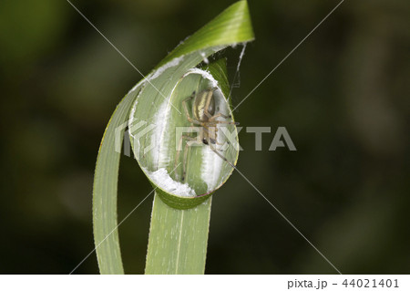 カバキコマチグモ 44021401