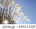 青空とすすき 44021508