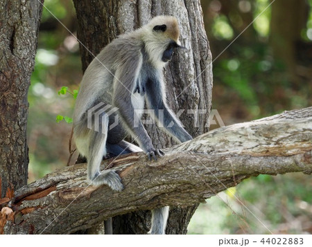 サル@スリランカサファリ サル@スリランカサファリ 44022883