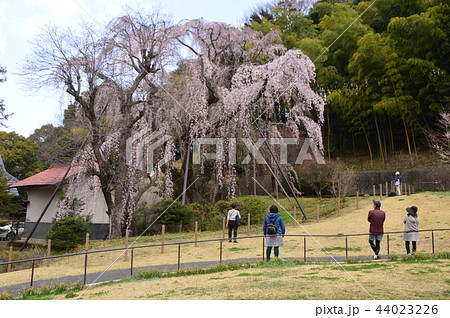 川井家のシダレザクラ 多摩市鶴巻西公園 川井家のシダレザクラ 多摩市鶴巻西公園 44023226