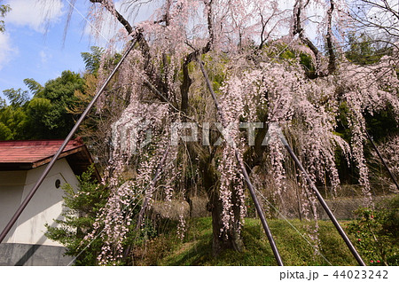川井家のシダレザクラ 多摩市鶴巻西公園 川井家のシダレザクラ 多摩市鶴巻西公園 44023242