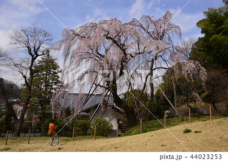 川井家のシダレザクラ 多摩市鶴巻西公園 川井家のシダレザクラ 多摩市鶴巻西公園 44023253