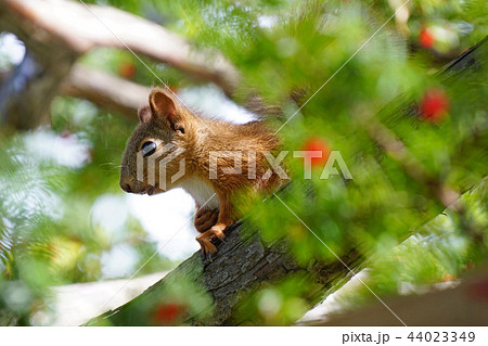 イチイの赤い実を食べに来たエゾリス 44023349