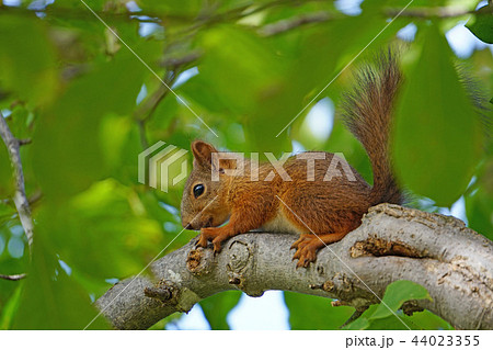 天敵のカラスから身を潜めるエゾリスの写真素材