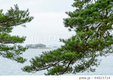 雄島の松 日本三景 松島 雄島の松 日本三景 松島 44023714