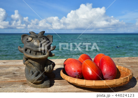 完熟マンゴー　イメージ　背景　海　シーサー 44024123