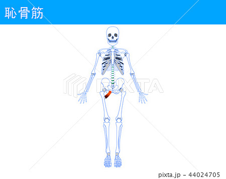 恥骨筋 恥骨筋 44024705