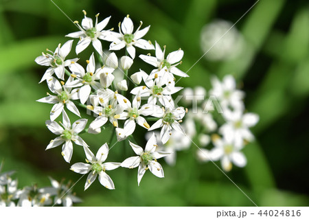 ニラの花 ニラの花 44024816