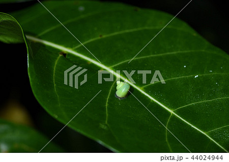 アオミオカタニシ 44024944