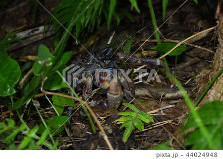 ヤシガニ 夜行性 ヤシガニ 夜行性 44024948