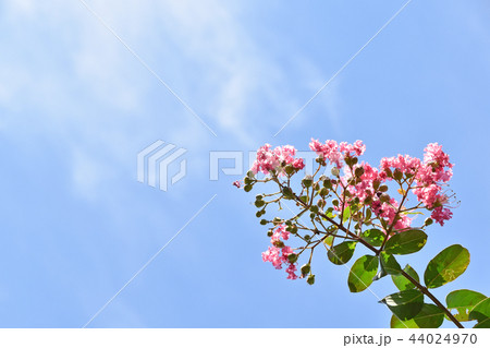 サルスベリの花 44024970