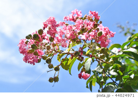 サルスベリの花 サルスベリの花 44024971